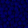 RawFooT_images/0001-46.png