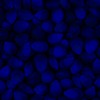 RawFooT_images/0002-46.png