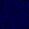RawFooT_images/0005-46.png