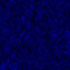 RawFooT_images/0009-46.png