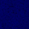 RawFooT_images/0027-46.png