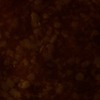 RawFooT_images/0028-34.png