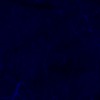 RawFooT_images/0029-46.png