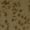 RawFooT_images/0030-04.png