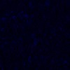 RawFooT_images/0034-46.png