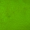 RawFooT_images/0042-45.png