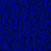 RawFooT_images/0049-46.png