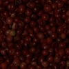 RawFooT_images/0051-12.png