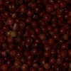 RawFooT_images/0051-35.png