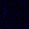 RawFooT_images/0051-46.png