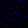 RawFooT_images/0055-46.png