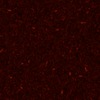 RawFooT_images/0057-44.png