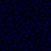 RawFooT_images/0059-46.png