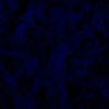 RawFooT_images/0062-46.png